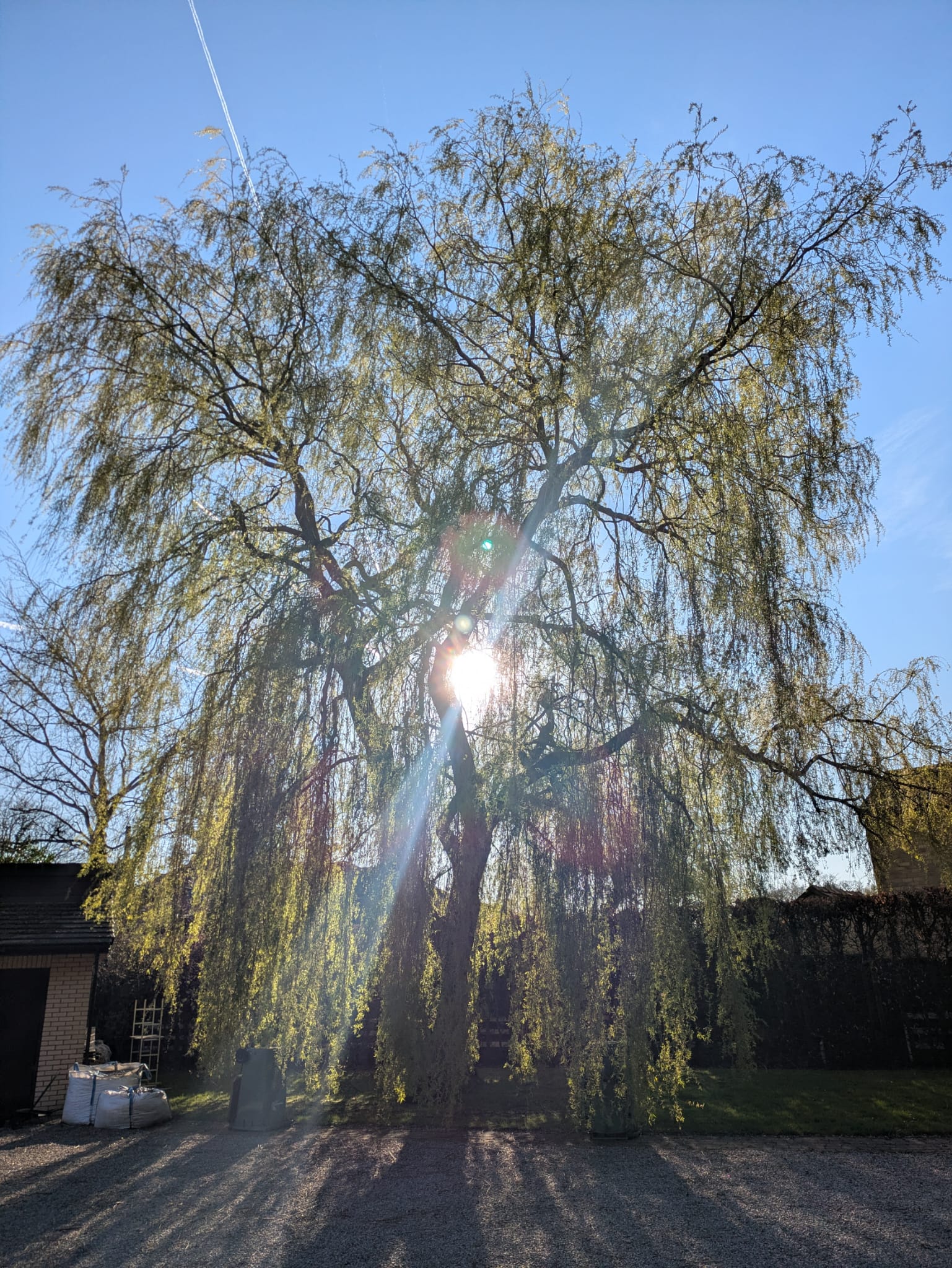 Tree surgery work